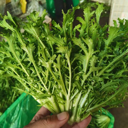 邯郸苦菊大量供应，货源充足，价格美丽，保证质量