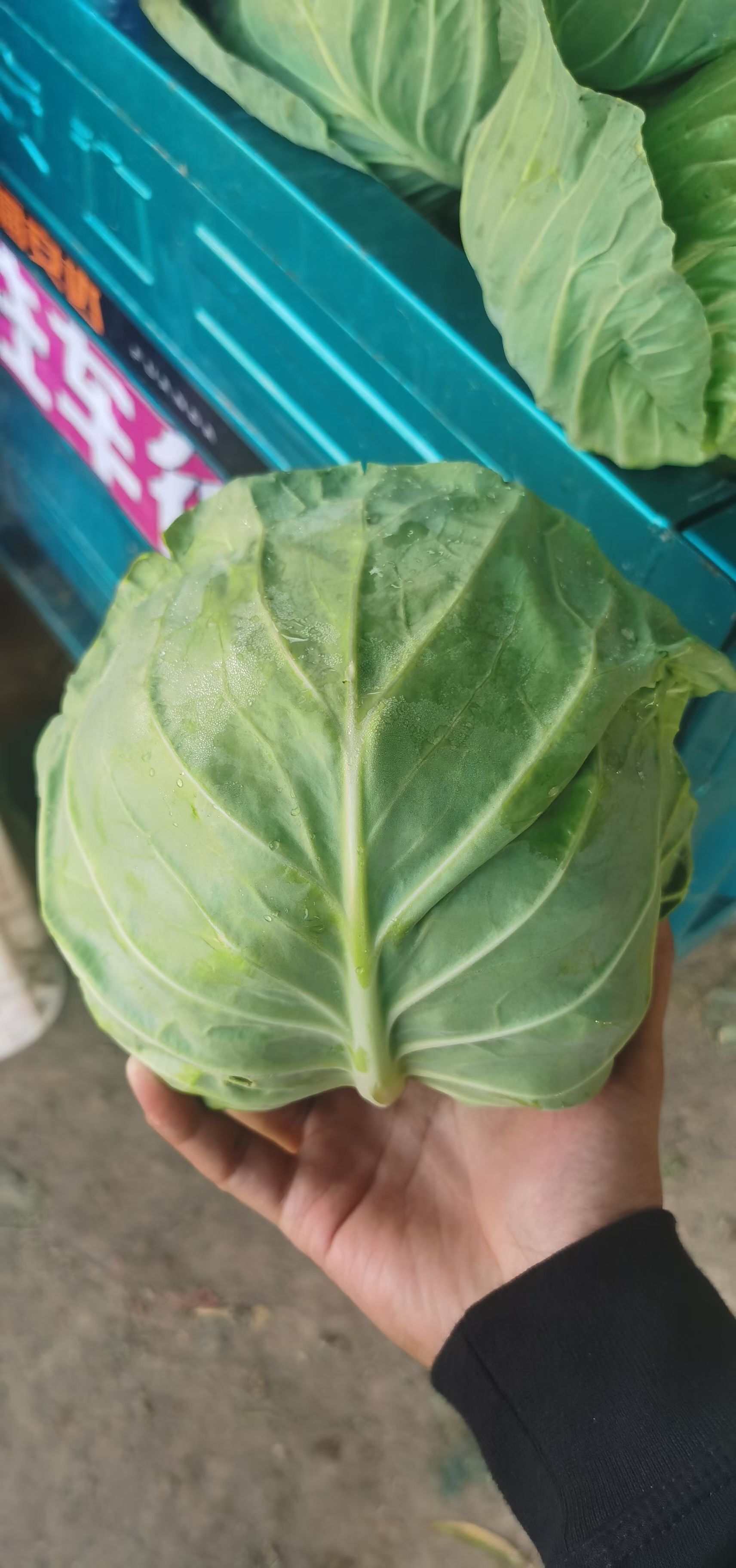 中甘系列