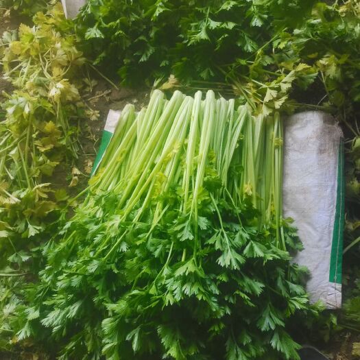 辽宁锦州凌海细根芹菜大量上市，欢迎各地老板前来采购！