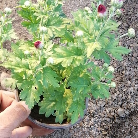 临朐县国庆菊