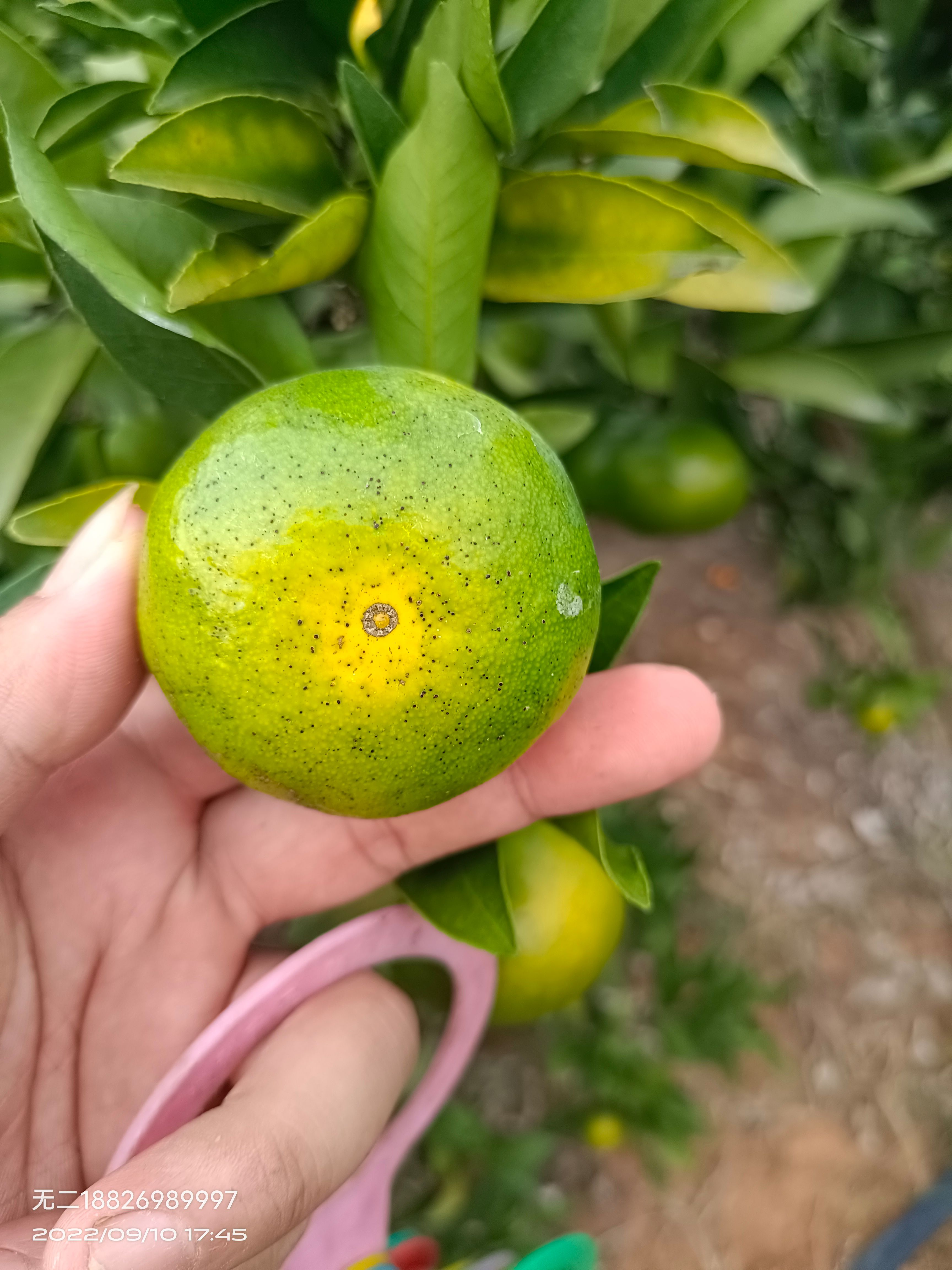 蜜橘，太阳果，焦皮，11的糖分