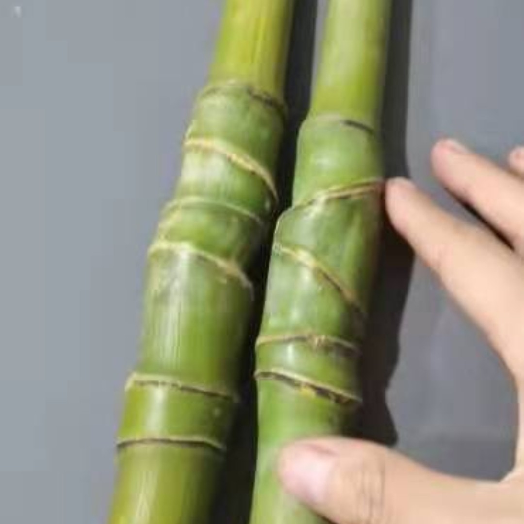 龙血金丝竹棕竹手把件文玩竹子原材毛料天然实心玉竹冷门盘玩随身-阿里巴巴