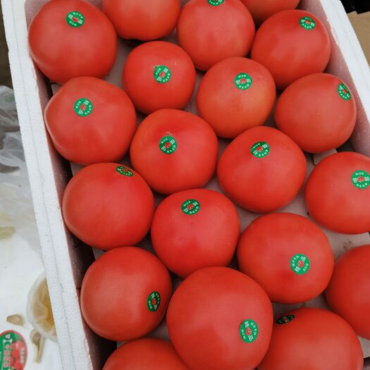 邯郸西红柿大量有货，货源充足，质量好，价格美丽，需要的老板联系我