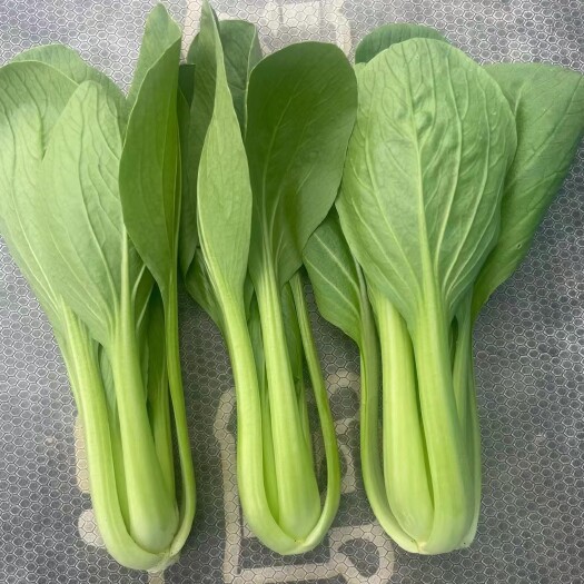太和县安徽阜阳上海青，快菜长期大量供货，对接商超，食堂，实力档口