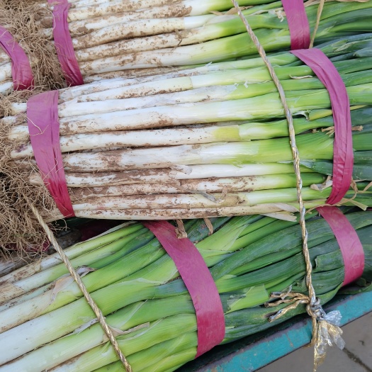 邯郸长白大葱  大葱产地直供，货源充足，质量好，价格便宜