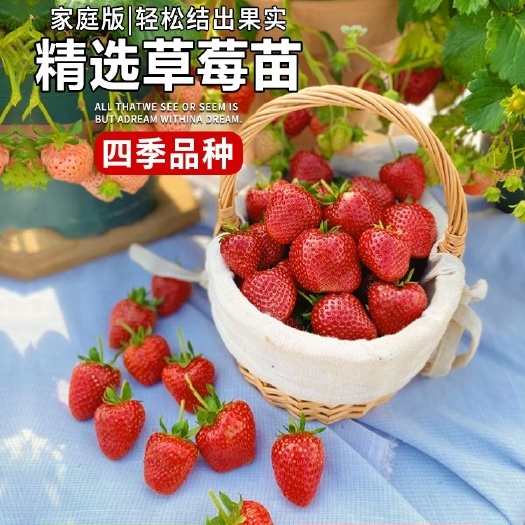 平邑县精品草莓苗带盆带土桃桃熏天使红颜四季结果南方阳台露天种植苗