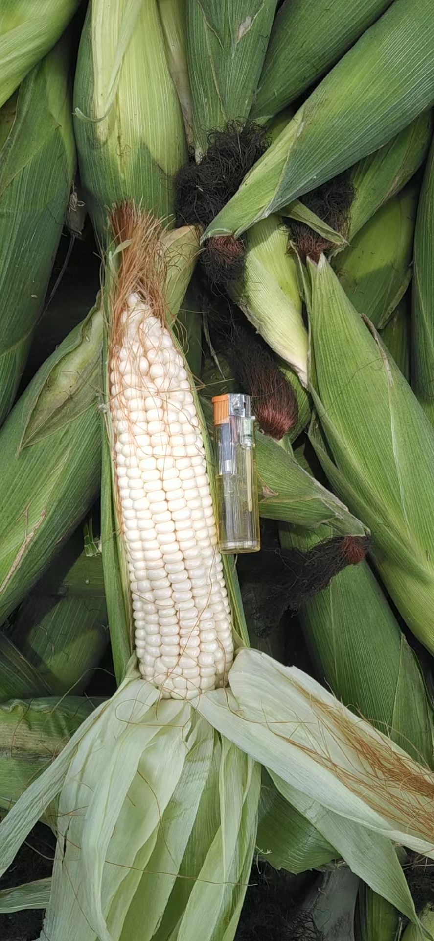 万糯，早糯，8八两起步