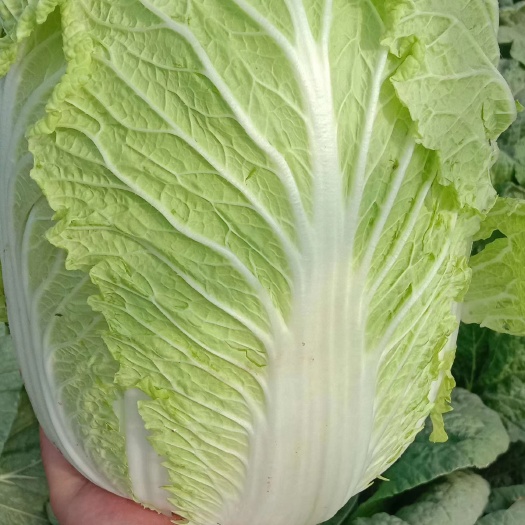 凌海市辽宁锦州凌海黄心白菜，杠二白菜大量上市，欢迎各地老板前来采购