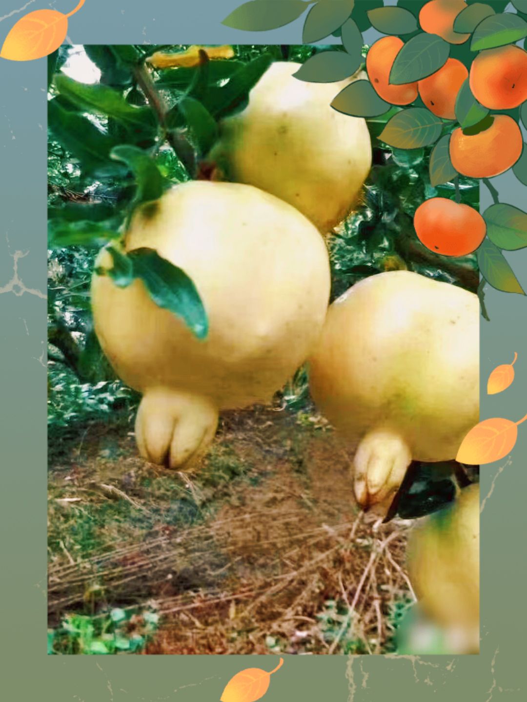 安徽怀远白花玉石籽石榴