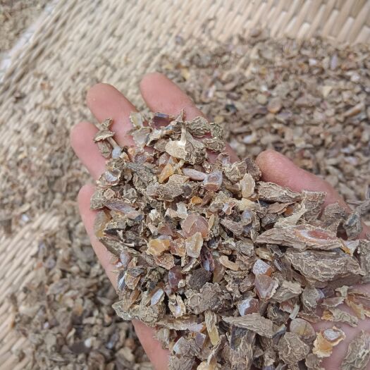 亳州郁金大颗粒，