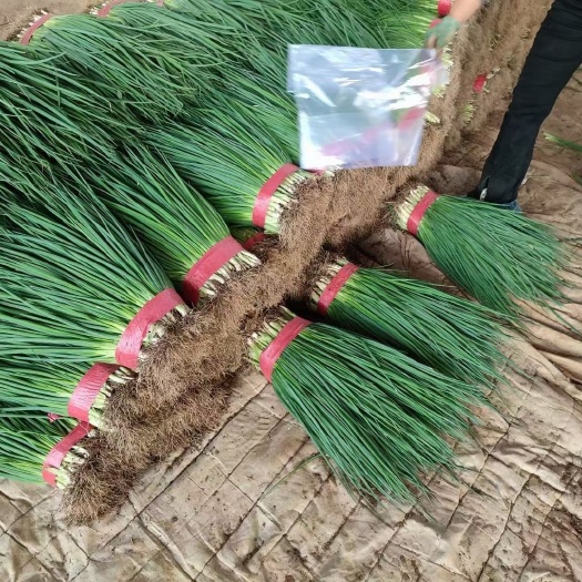 邯郸香葱