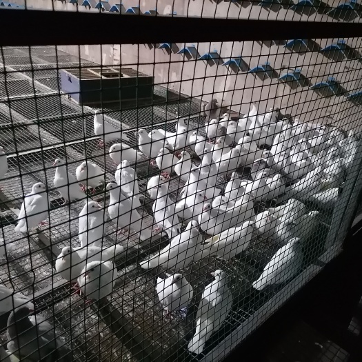 寿阳县种鸽