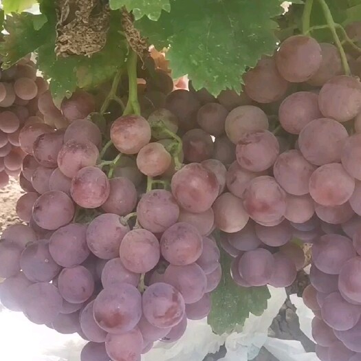 渭南陕西渭南红提葡萄颗粒大果面好 酸甜可口欢迎前来看货