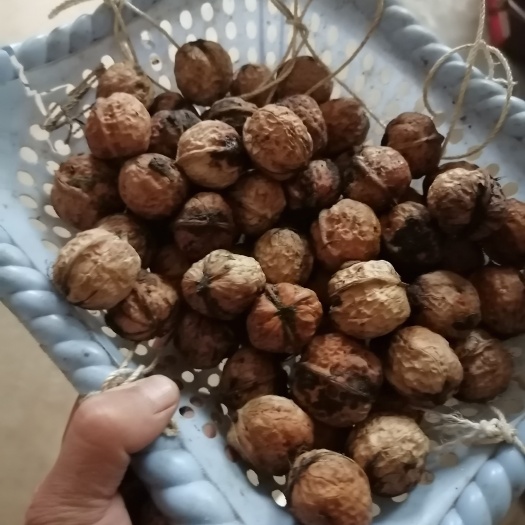 威宁县核桃
