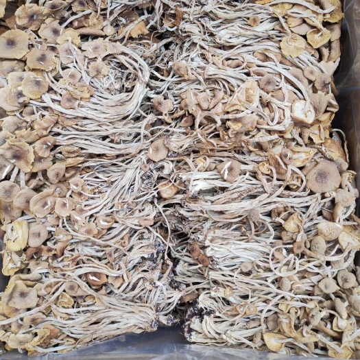 郑州茶树菇