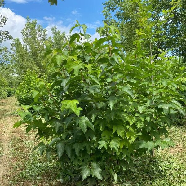 产地批发 天目琼花 佛头花 北方地区冬季观果树种 规格齐全