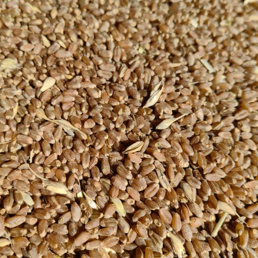 霍林郭勒大量出售小麦 品种龙麦67