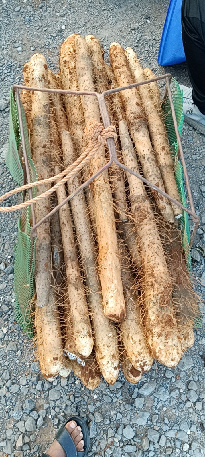 广西淮山，条形好，质量保证货源充足稳定，看得见的质量需要联系