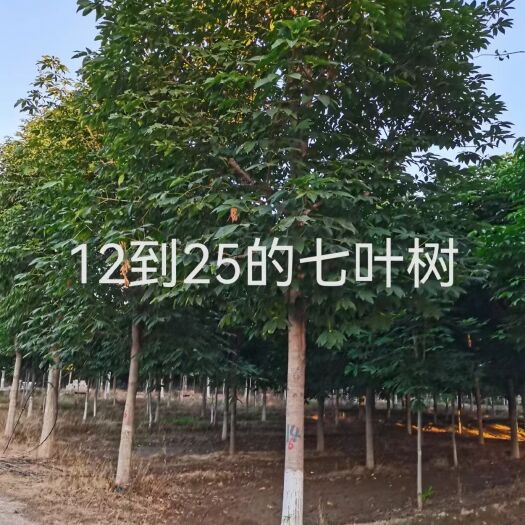周至县七叶树