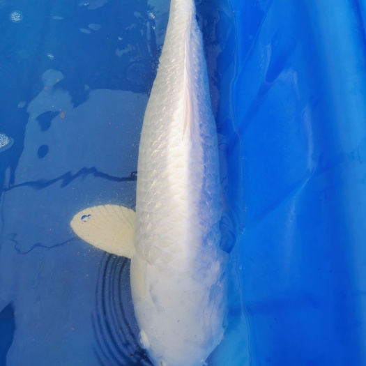 银鳞白金锦鲤60部