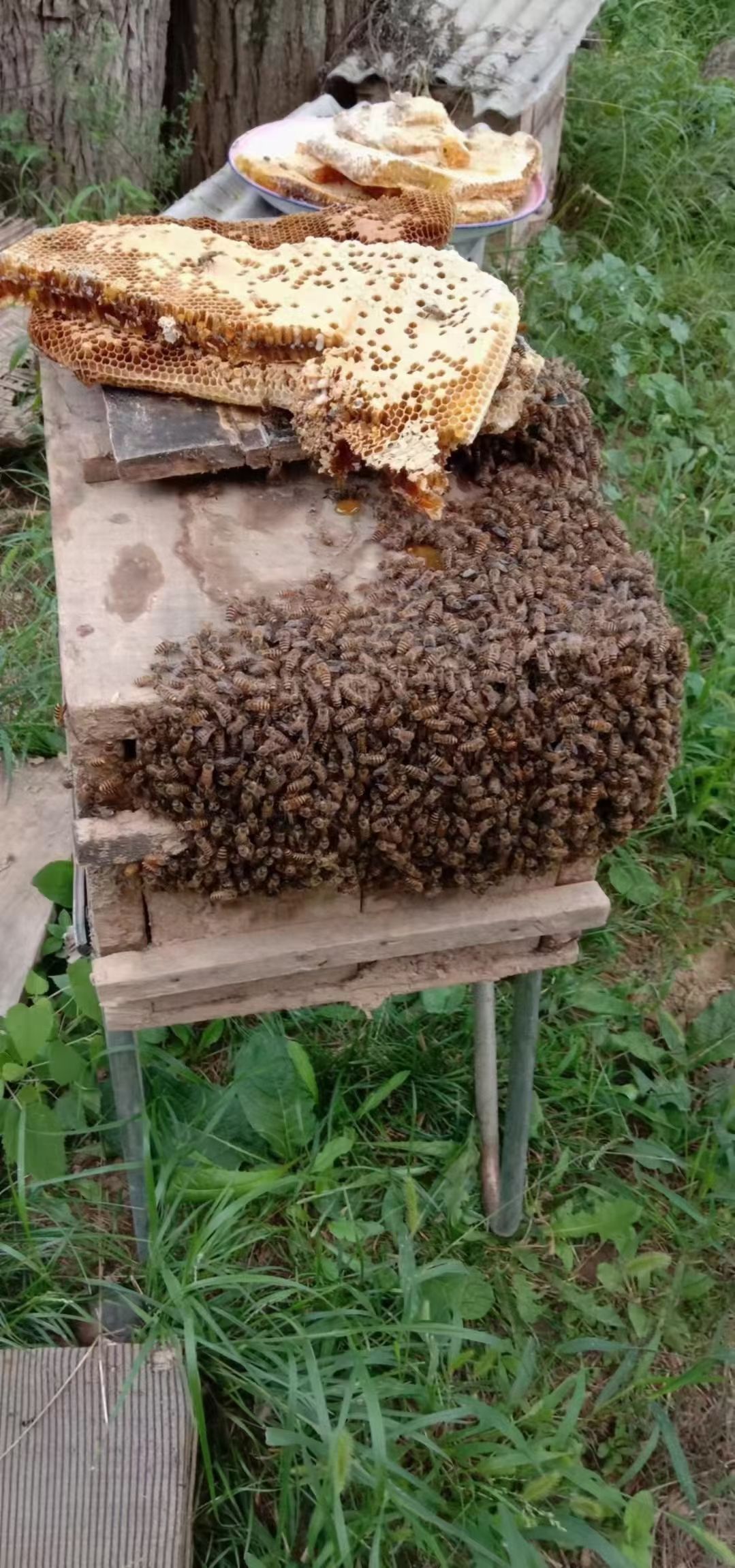 深山土蜂蜜，自产自销