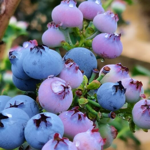 澄江市云南抚仙湖露天蓝莓 新鲜采摘 粒大甜美，