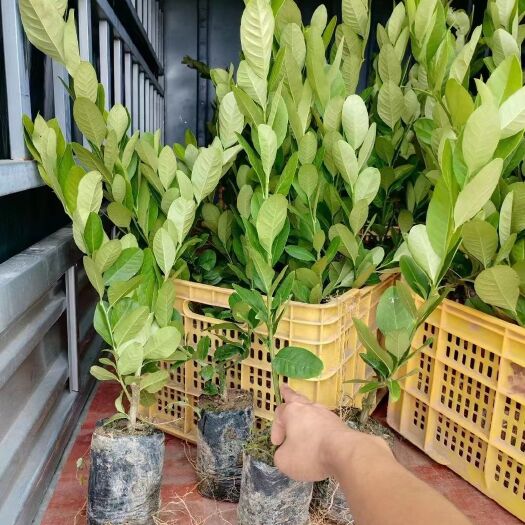 玉林广西香水柠檬种苗，30到50公分，常年结果