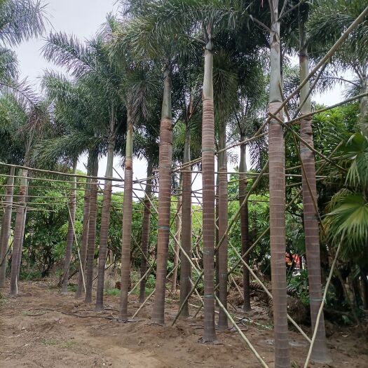 中山市狐尾椰