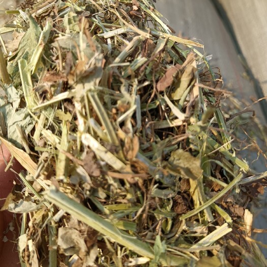 正阳县花生秧