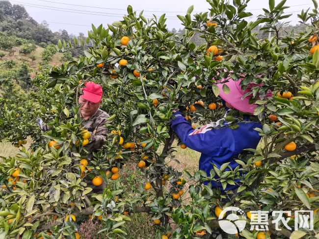 宜昌半高山小叶蜜橘皮薄多汁酸甜爽口无核无渣老少皆宜产地直供