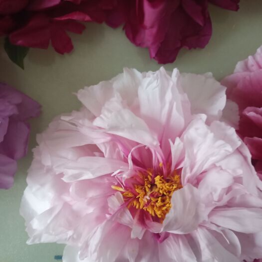 菏泽菏泽观赏牡丹可以发货了，！！