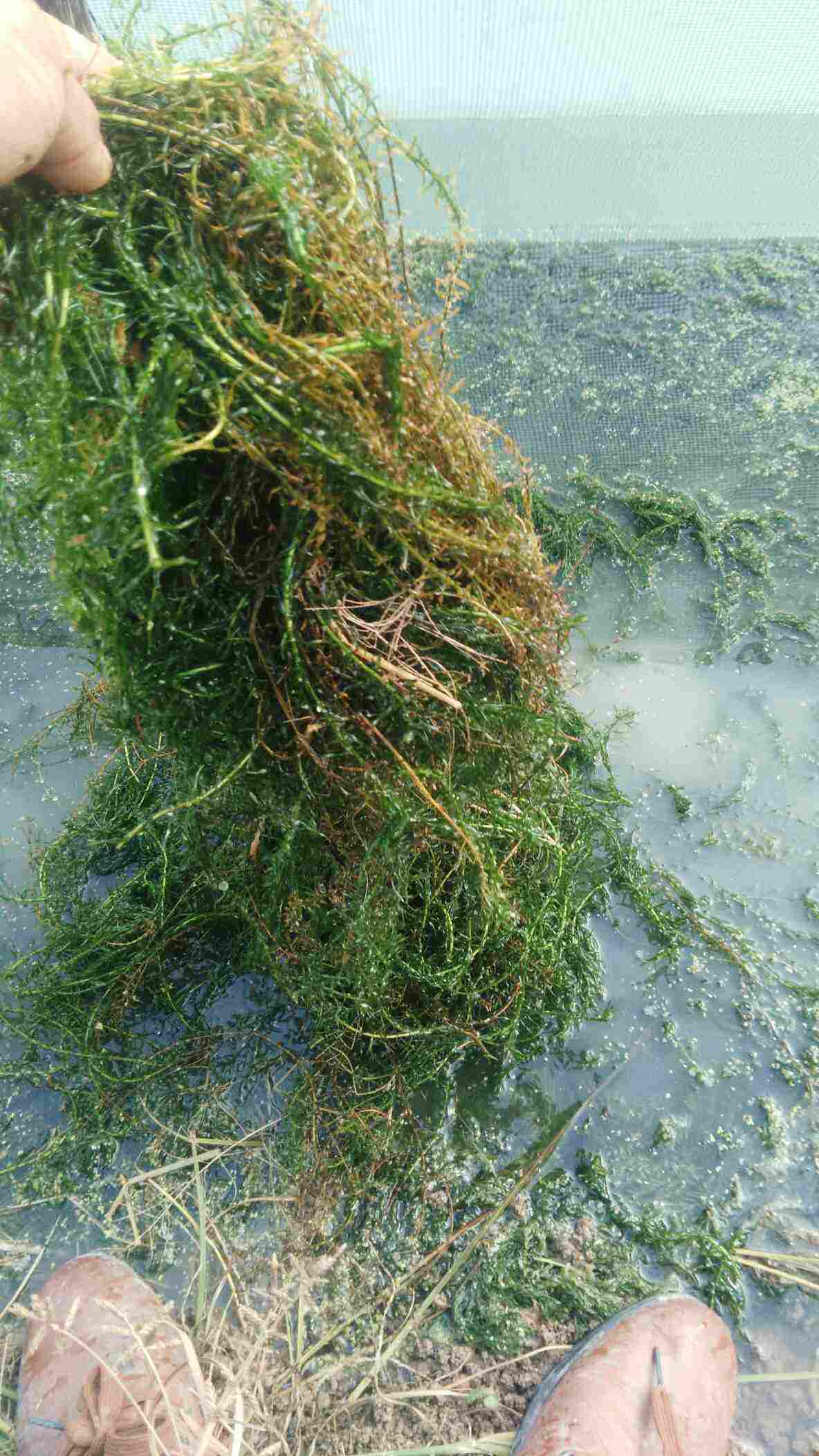 安新县轮叶黑藻，菹草石芽耐低温水藻