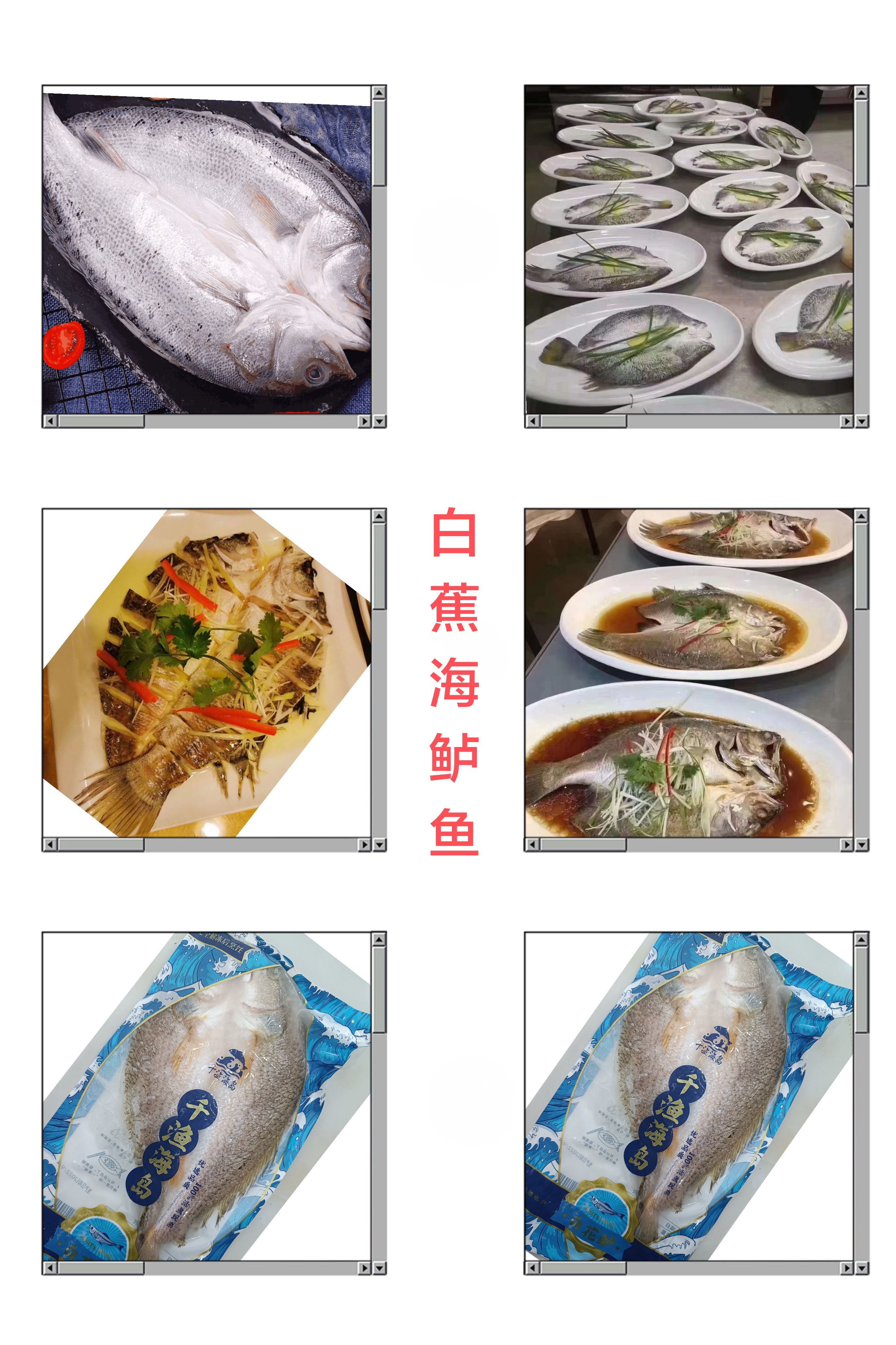 海鲈鱼，斑尾颅鱼，白蕉海鲈鱼