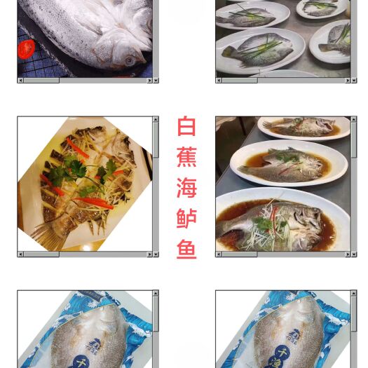 新民市海鲈鱼，斑尾颅鱼，白蕉海鲈鱼