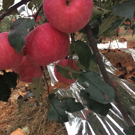 绥中县绥中寒富苹果