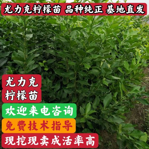 重庆市柠檬苗，尤力克柠檬苗，安岳柠檬苗，重庆四川柠檬苗