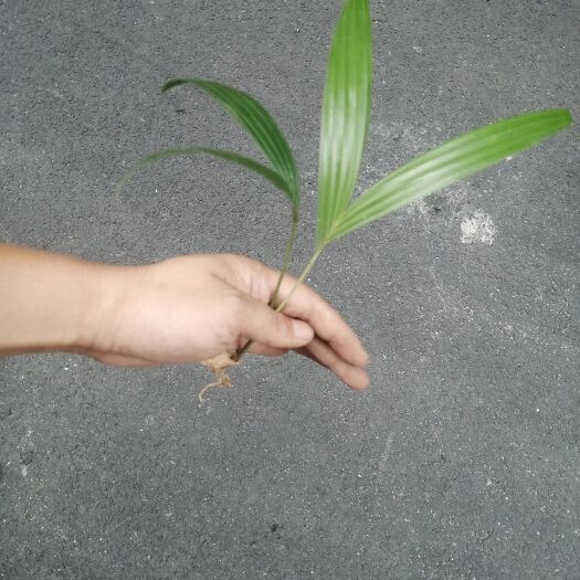 深圳南美山槟榔，出小苗，植物秀美，杆长直立。