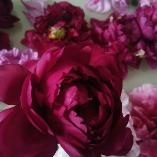 菏泽牡丹