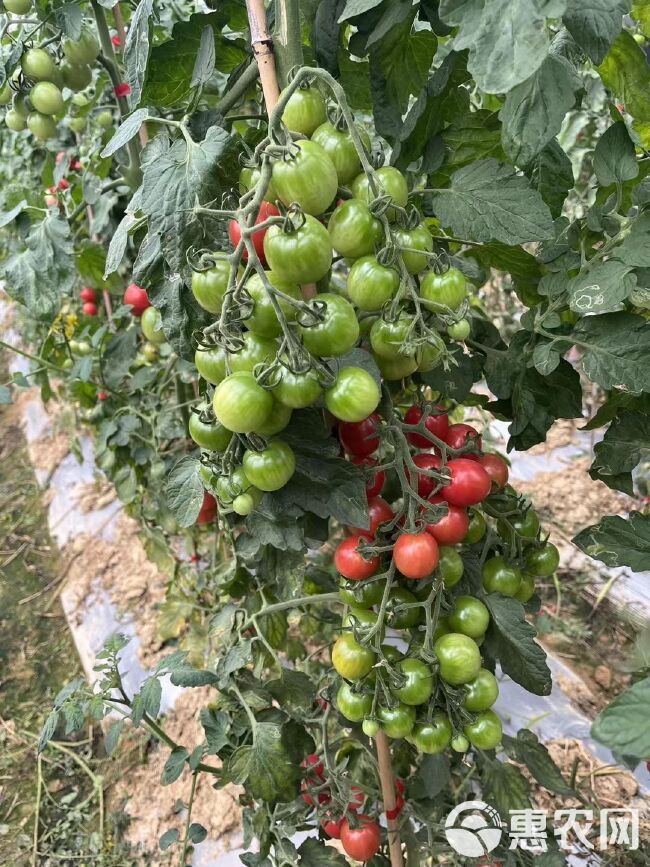 水果西红柿，大型基地种植，适合各种规格包装，物流方便