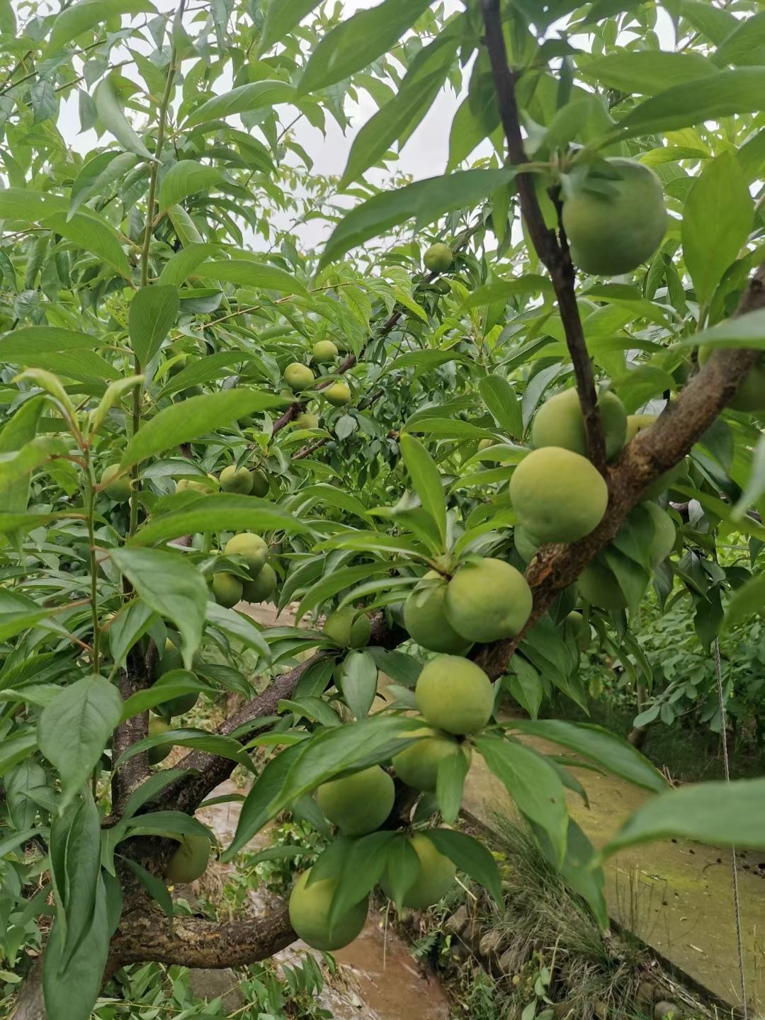 汶川青脆李树苗青脆李嫁接苗李子树苗假一赔十基地直发包邮到家