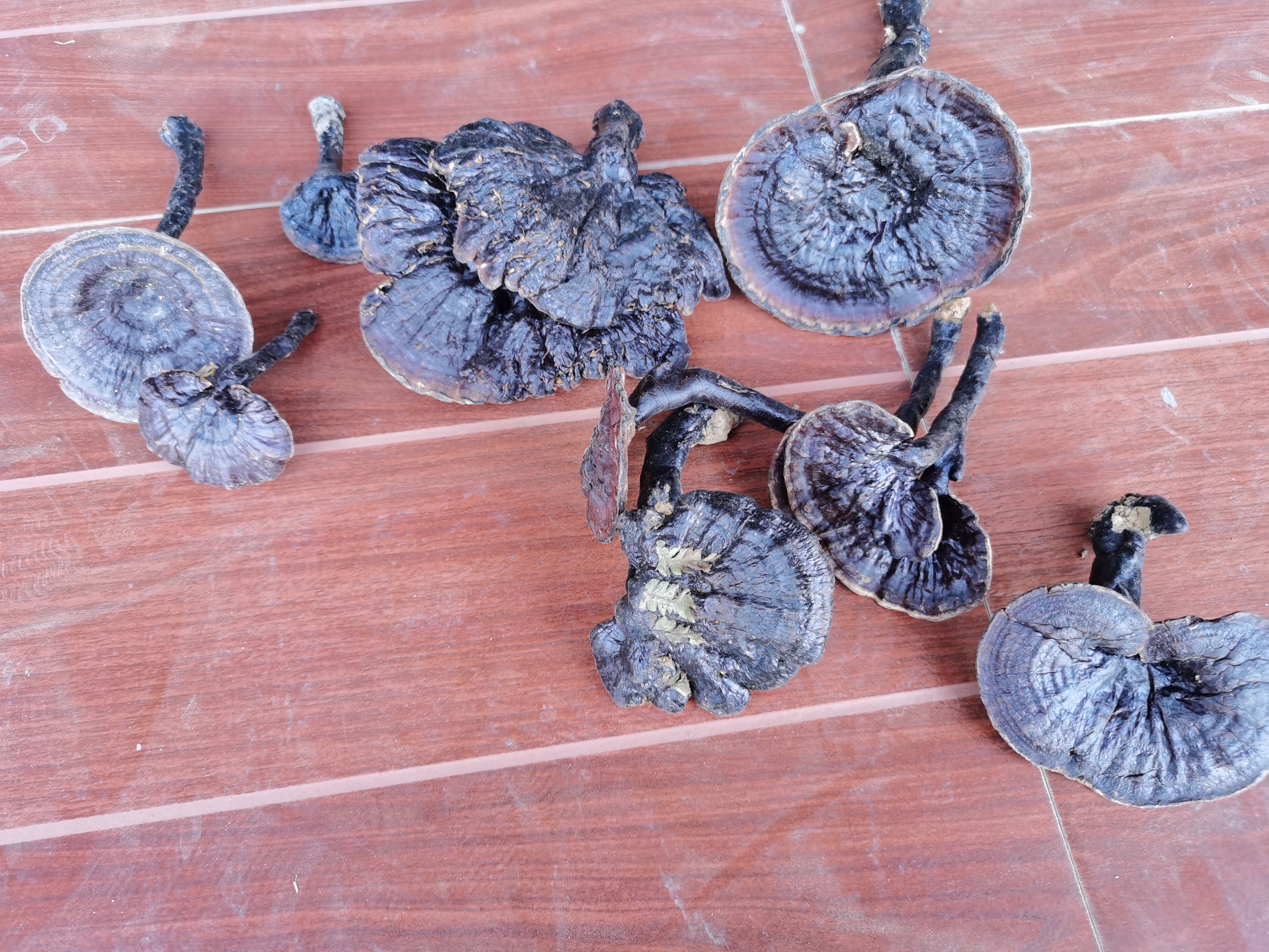 深山天然枫树黑灵芝 紫灵芝 8公分以下全部开朵，没有光杆