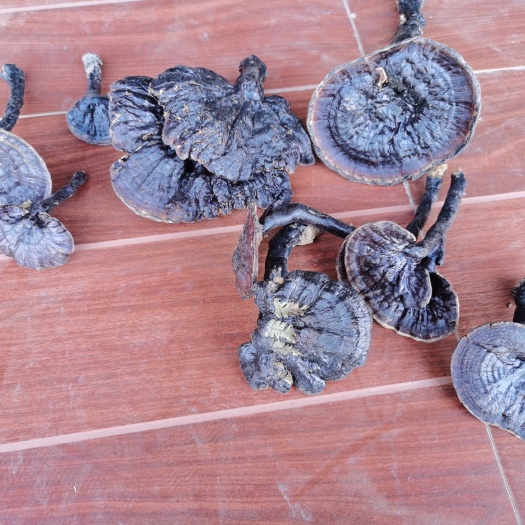 隆林县深山天然枫树黑灵芝 紫灵芝 8公分以下全部开朵，没有光杆