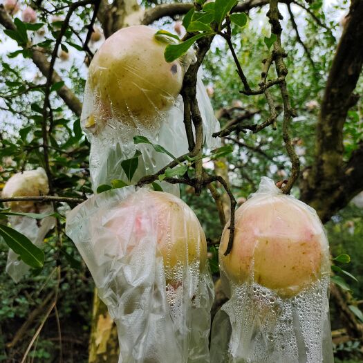 蒙自市云南蒙自甜石榴
