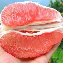 红心蜜柚 果肉细嫩 酸甜可口 入口化渣 源头货源欢迎咨询