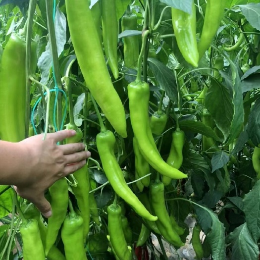 灵山县广西育苗种苗基地，大青椒，常年代育加工，质量保证品种优。
