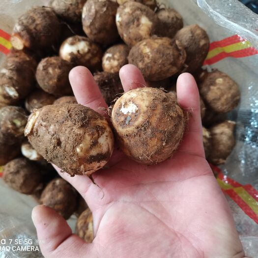 莒县毛芋头  新芋头大量上市了，口感软糯香甜，常年供应