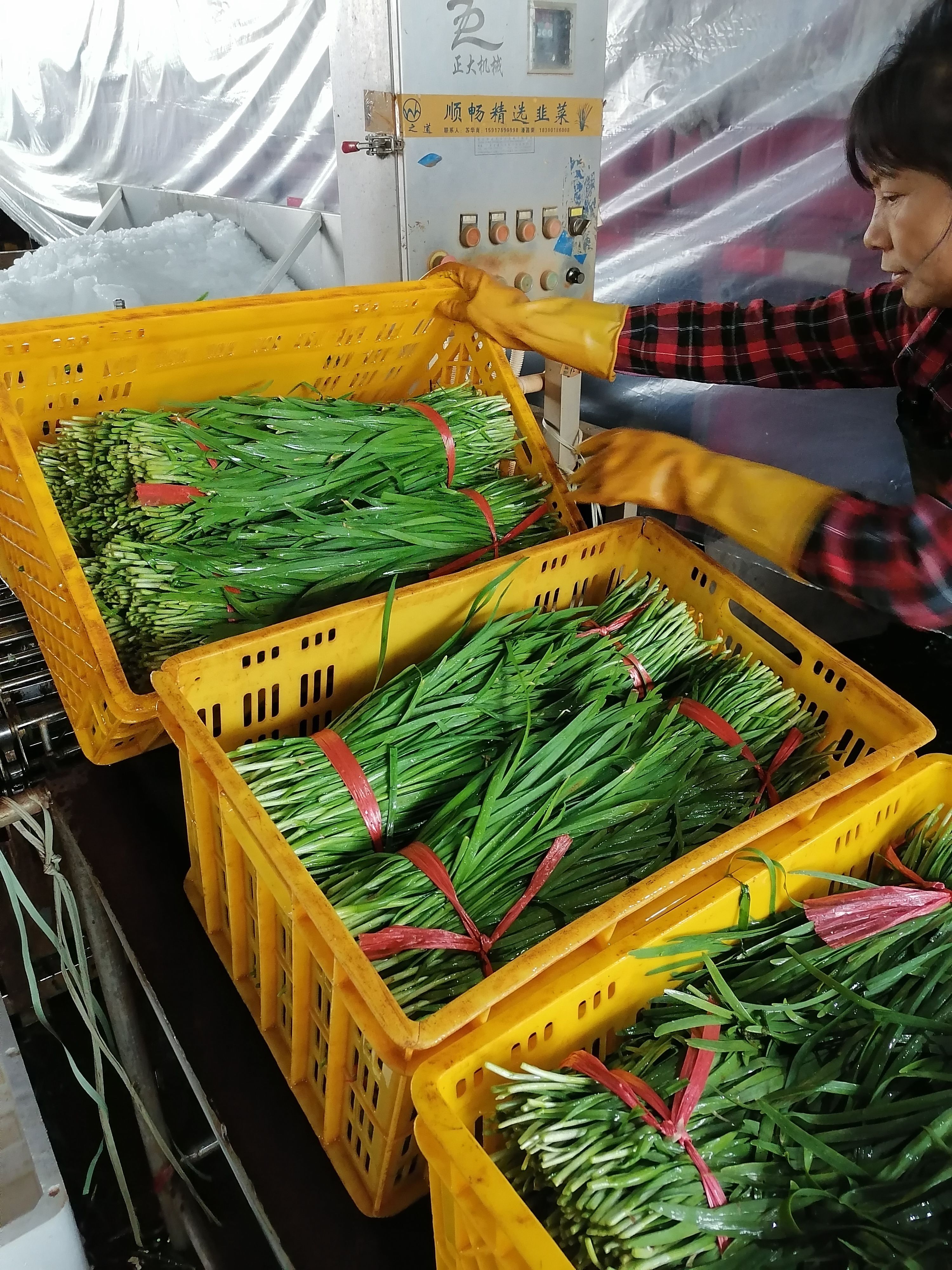 广东大叶韭菜 产地直发 长期供应韭菜 欢迎过来档口看货