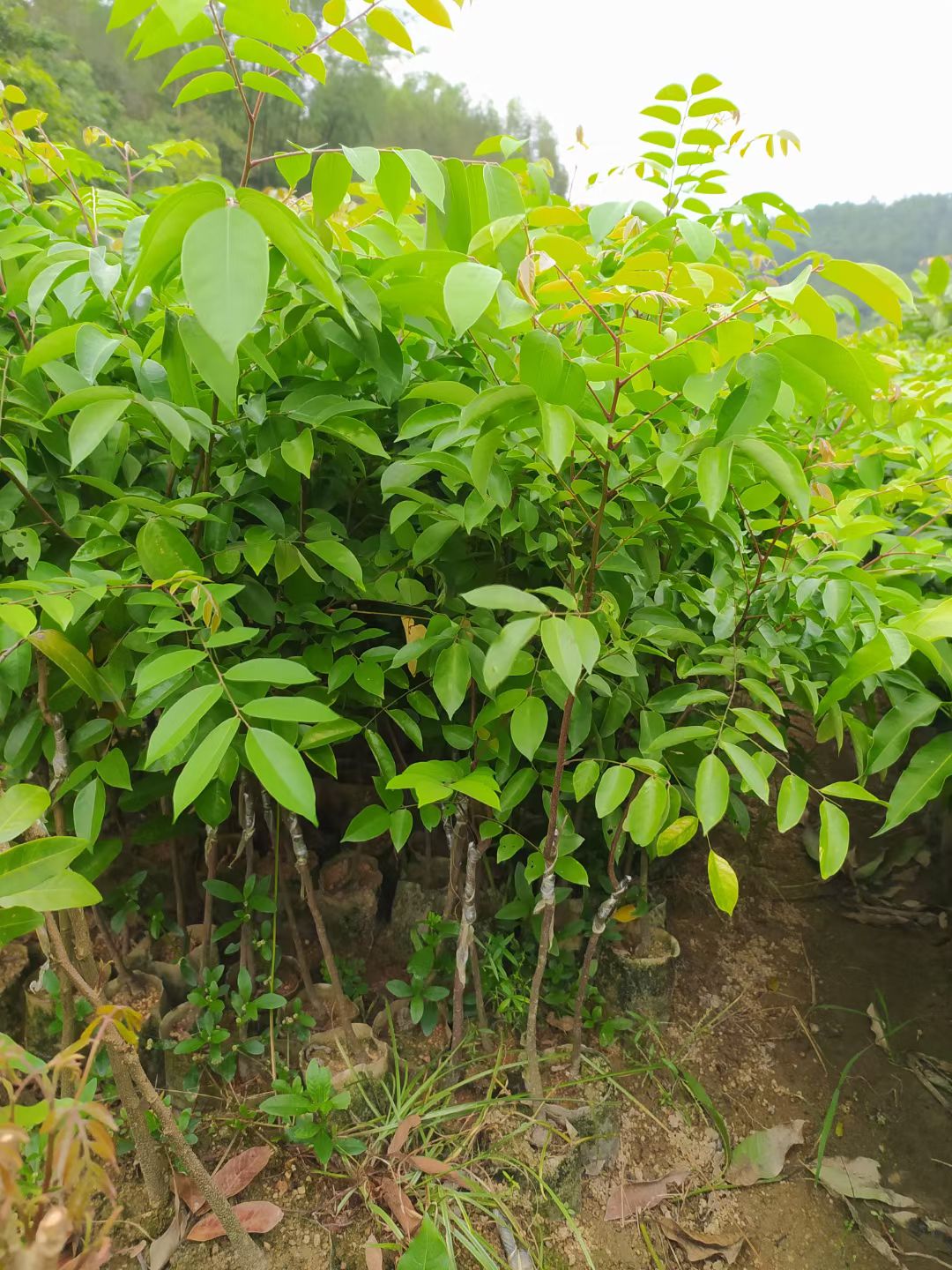 杨桃树苗 四季甜杨桃苗嫁接苗产量高种植当年结果