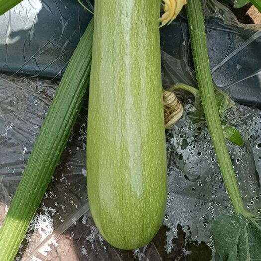 弥勒市绿皮西葫芦