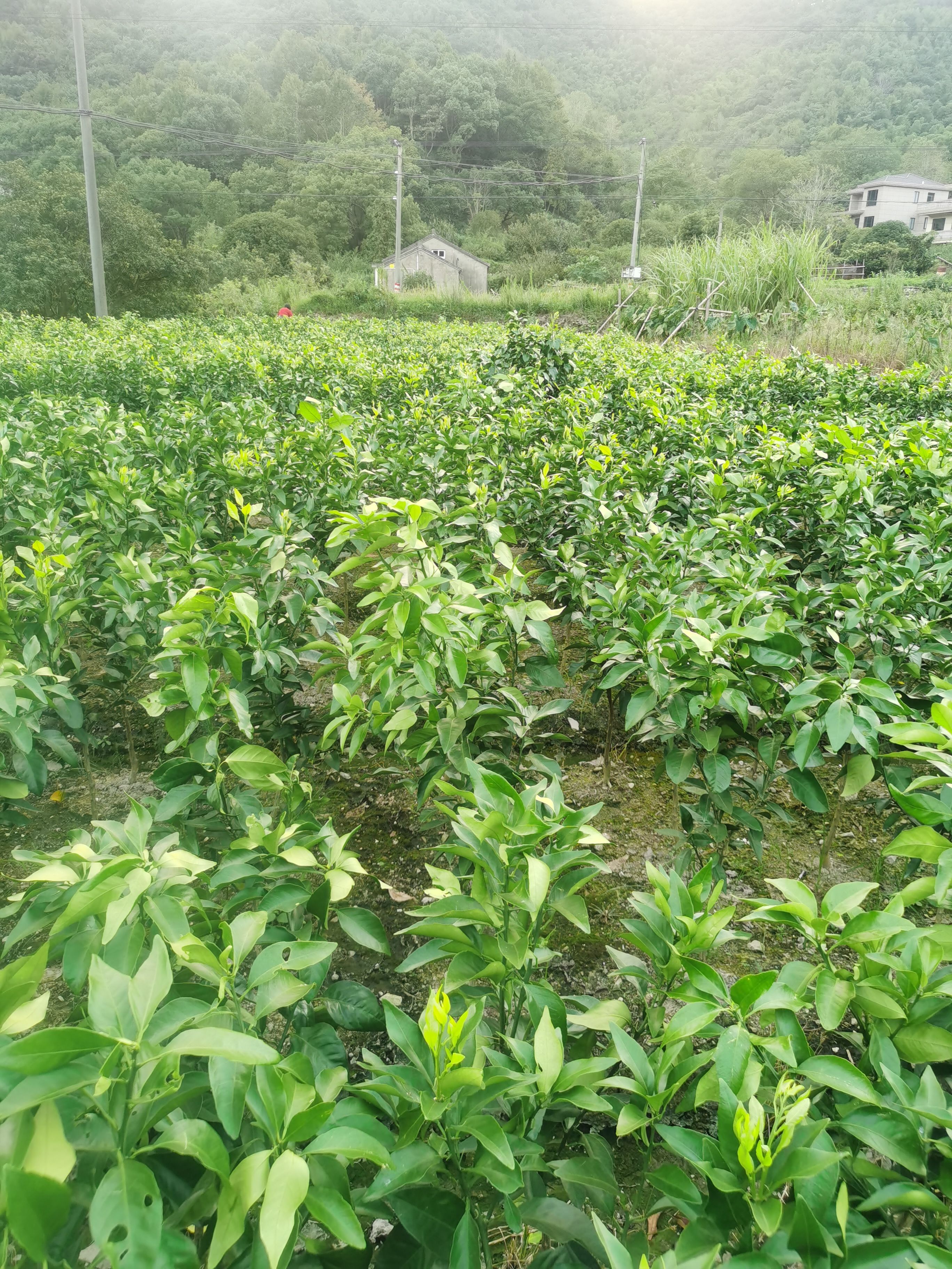 脱毒红美人橘苗两年生橘苗树爱媛28橘苗